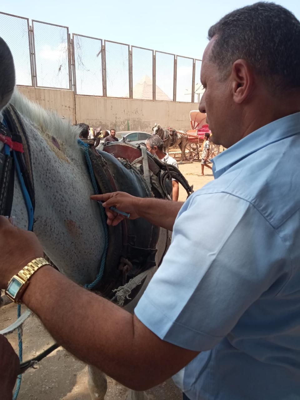 محافظة الجيزة تبدأ تطعيم وترقيم خيول منطقة الهرم استعدادًا لاستضافة بطولة (Longines Global Champions Tour)